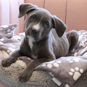 Puppy sitting on lavender blanket, brown with white paw prints